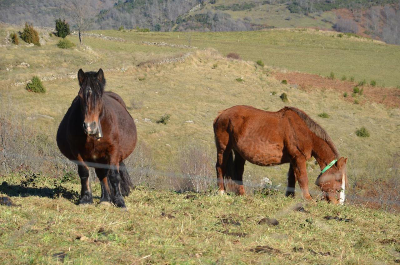 Casa Rural Mollo, Vall De Camprodon Εξωτερικό φωτογραφία